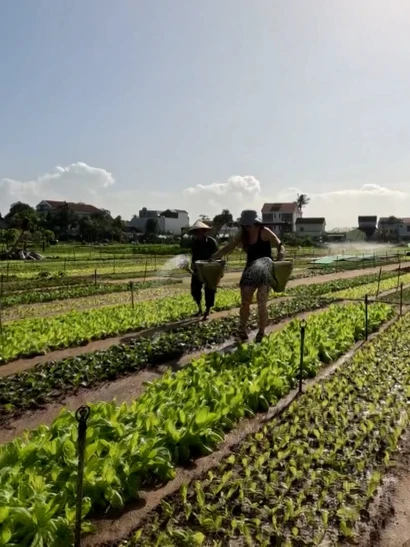 [Video] Vùng rau Trà Quế Hội An sẵn sàng đón tết