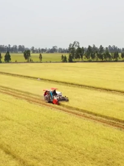[Video] Hình thành 5 vùng nguyên liệu nông, lâm sản đạt chuẩn