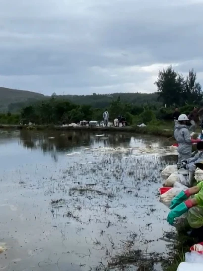 [Video] 18 ha đất sản xuất bị ảnh hưởng do sự cố tràn dầu tại Dung Quất