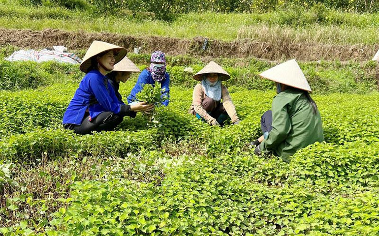 Hướng dẫn người dân thu hoạch rau tại Hợp tác xã chế biến nông sản Lụa Vy tỉnh Lạng Sơn. Hướng dẫn người dân thu hoạch rau tại Hợp tác xã chế biến nông sản Lụa Vy tỉnh Lạng Sơn.