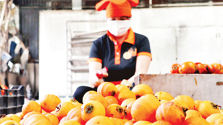 Những trái hồng vừa chín tới được gọt vỏ, chừa lại cuống để treo gió.