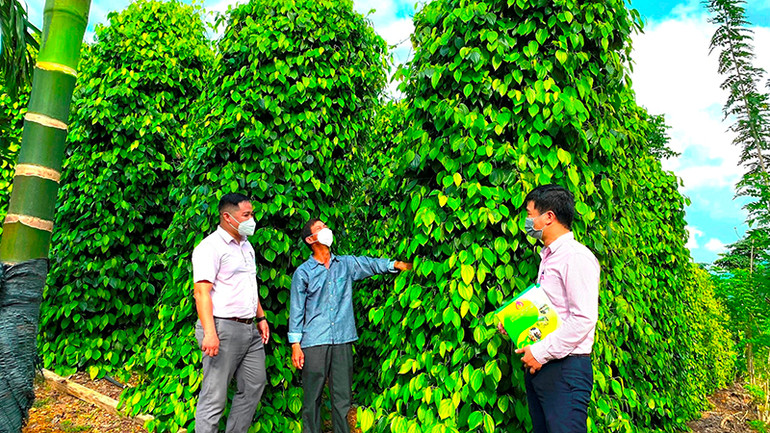 Nông dân xã Xuân Lộc (huyện Phú Lộc) trồng tiêu, thanh long ruột đỏ - một mô hình giảm nghèo tại tỉnh Thừa Thiên Huế.