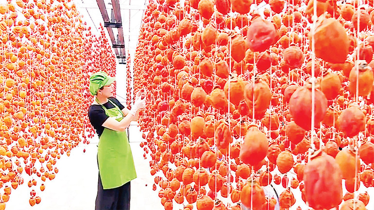 Khi trái hồng có mầu nâu mật sẽ được hạ giàn và đóng gói thành phẩm.