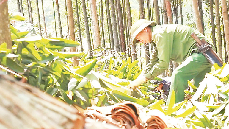 Người dân thu hoạch vỏ quế.