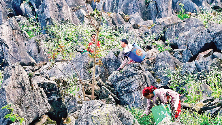 Hoa cải nở xen giữa đá. Hoa cải nở xen giữa đá.