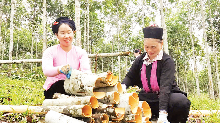 Niềm vui thu hoạch sản phẩm quế.