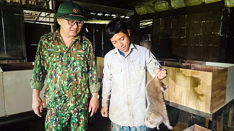 Từ dúi giống của Ðoàn Kinh tế-Quốc phòng 207 (Quân khu 5), anh A Lăng Khái nhân đàn thành công, mở ra hướng làm ăn mới.