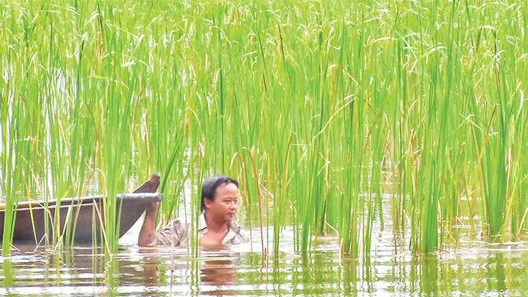 Nông dân ở xã Tân Hưng Ðông, huyện Cái Nước thu hoạch bồn bồn.