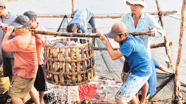 Thu hoạch cá tra tại vùng nuôi cá tra huyện Châu Phú. Thu hoạch cá tra tại vùng nuôi cá tra huyện Châu Phú.