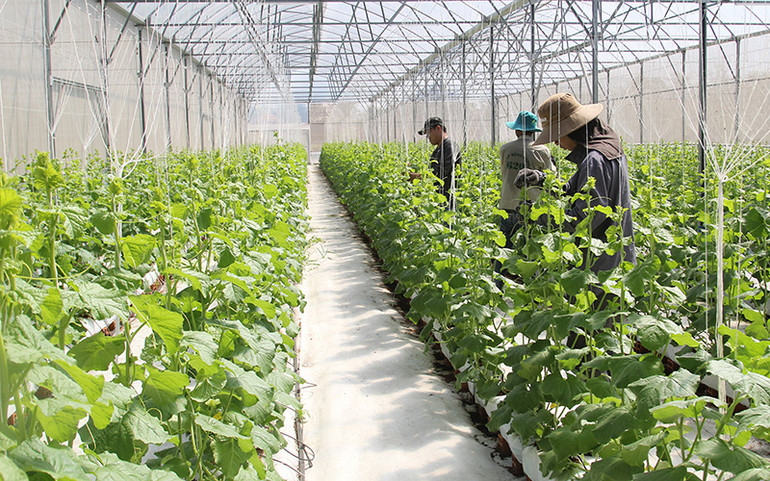 Nhà màng quy mô lớn của anh Huỳnh Phú Lộc ở phường Tân Ngãi, thành phố Vĩnh Long, tỉnh Vĩnh Long.