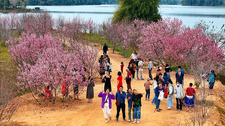 Ðảo hoa anh đào tại hồ Pá Khoang, thành phố Ðiện Biên Phủ, một điểm thu hút du khách. (Ảnh PHAN THÀNH - Fanpage "Du lịch Ðiện Biên cùng thổ địa")
