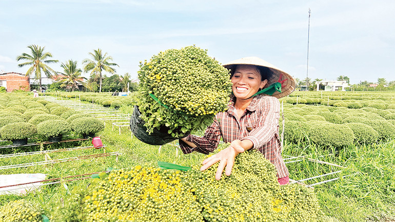Người dân xã Long Thới thu hoạch hoa cúc mâm xôi.