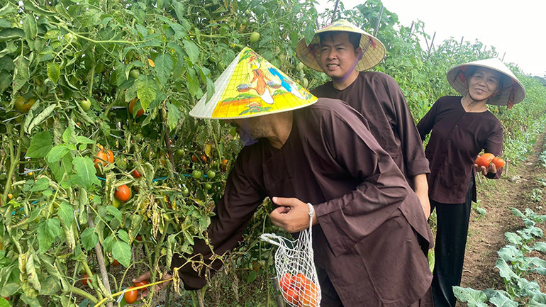Du khách trải nghiệm thu hoạch cà chua tại khu nông trại-vườn rau sạch Giang Biên. (Ảnh bích hồng)