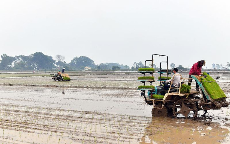 Sử dụng máy cấy lúa trên cánh đồng sau dồn điền đổi thửa tại huyện Thạch Thất, Hà Nội. (Ảnh ÐĂNG DUY)