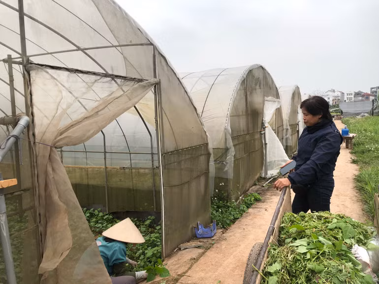 Với việc đầu tư hệ thống nhà màng, chất lượng, năng suất rau củ thu về luôn cao và ổn định hơn.