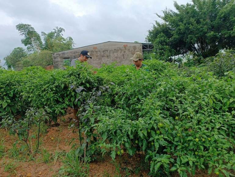 Cung cấp cây ớt giống và bao tiêu đầu ra cho bà con. Ảnh | O.D Cung cấp cây ớt giống và bao tiêu đầu ra cho bà con. Ảnh | O.D