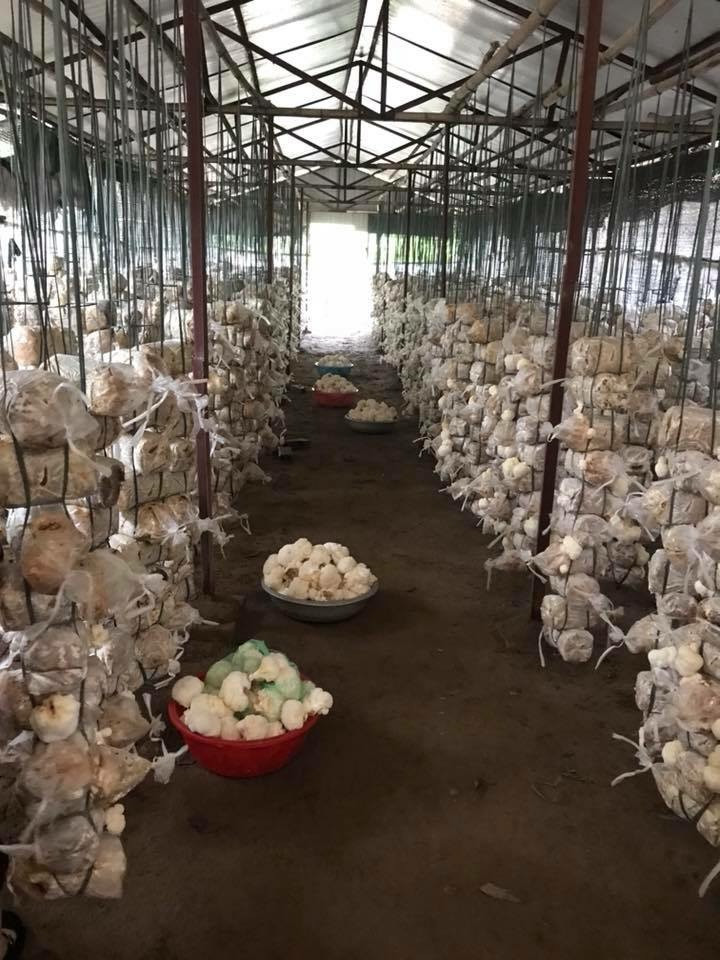 Trang trại nấm của PGS.TS Nguyễn Thị Chính ở Kim Lan (Gia Lâm, Hà Nội) rộng hơn 15.000m2 Ảnh: Quỳnh Hoa