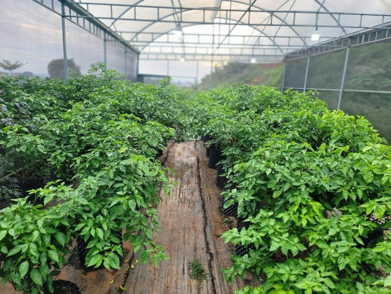Mô hình liên kết trồng ớt đang triển khai tại Di Linh. Mô hình liên kết trồng ớt đang triển khai tại Di Linh.