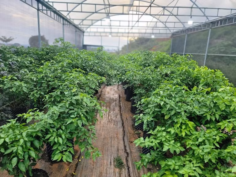 Mô hình liên kết trồng ớt đang triển khai tại Di Linh.