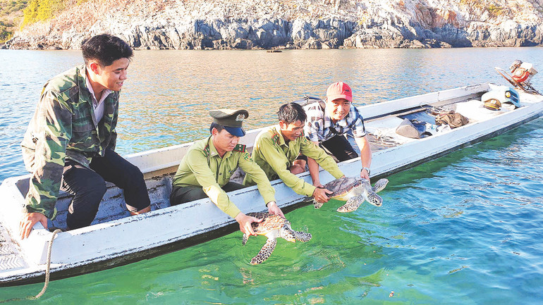Bảo tồn rùa biển tại Vườn Quốc gia Côn Đảo.