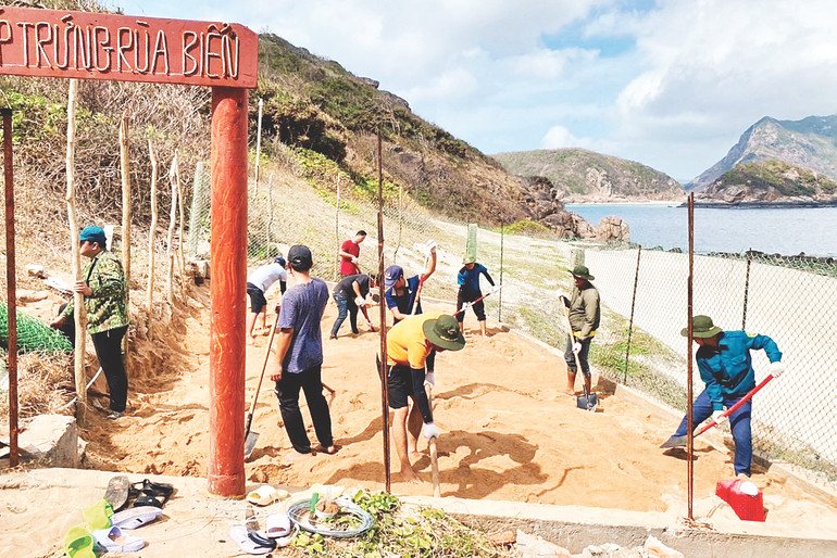 Chuẩn bị cho mùa rùa biển lên bờ ấp trứng.