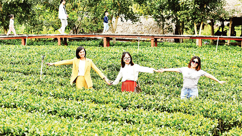 Ðồi chè hữu cơ mang đến cho du khách không khí mát lành. Ðồi chè hữu cơ mang đến cho du khách không khí mát lành.