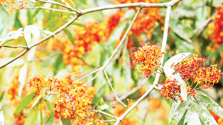 Hoa được ví như ngọn lửa rừng.