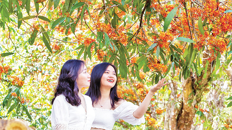 Duyên dáng cùng vàng anh.