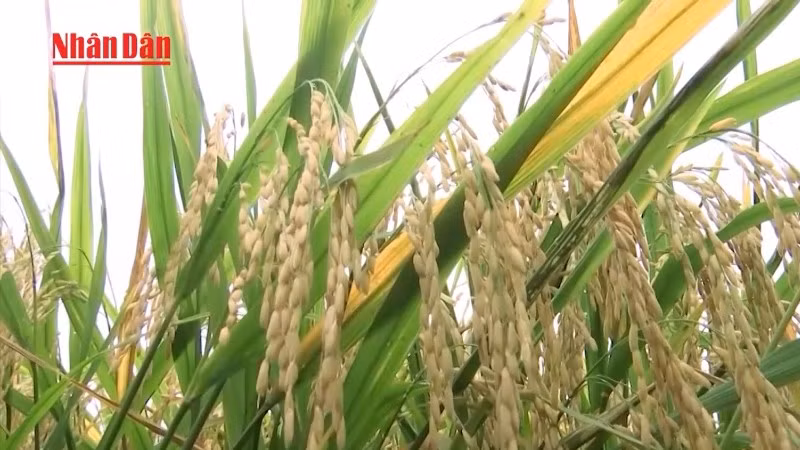  Đồng bằng sông Cửu Long phát triển bền vững từ nguồn nước