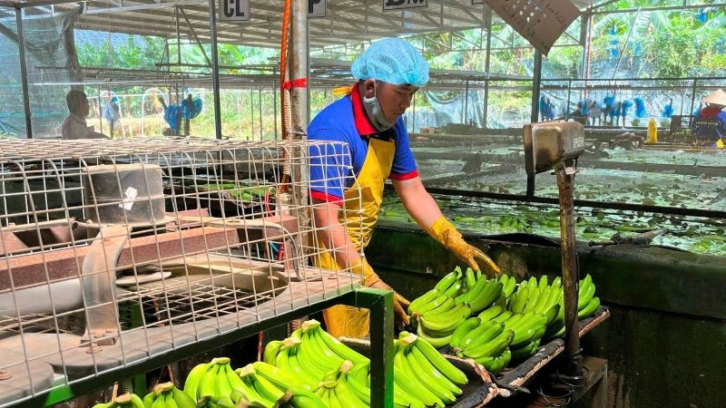 Sơ chế chuối trước khi đóng gói xuất khẩu tại Công ty cổ phần Nông nghiệp An Thịnh Khang Farm (tỉnh Gia Lai).