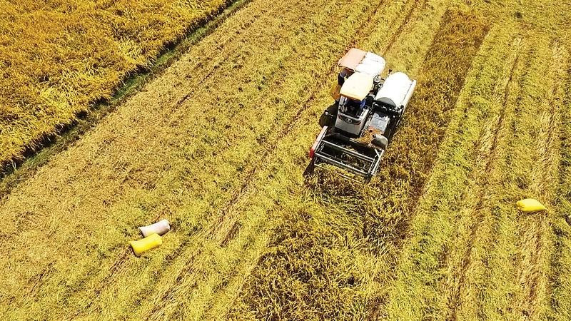 Thu hoạch lúa tại đồng bằng sông Cửu Long. (Ảnh: VĂN ÚT)