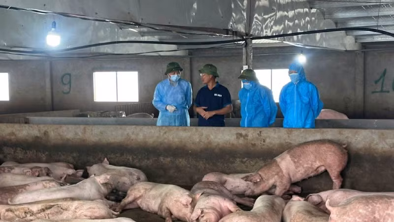 Thứ trưởng Nông nghiệp và Môi trường Phùng Đức Tiến kiểm tra công tác phòng chống dịch tại xã Phùng Nguyên, tỉnh Phú Thọ.