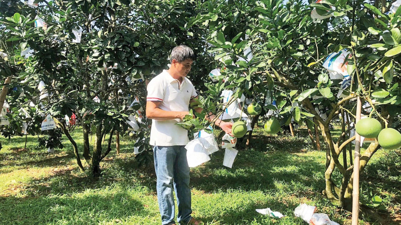 Mô hình trồng bưởi của gia đình anh Vũ Đình Luyến tỉnh Phú Thọ được khuyến nông hỗ trợ sản xuất theo hướng an toàn. (Ảnh: NGUYÊN PHÚC)