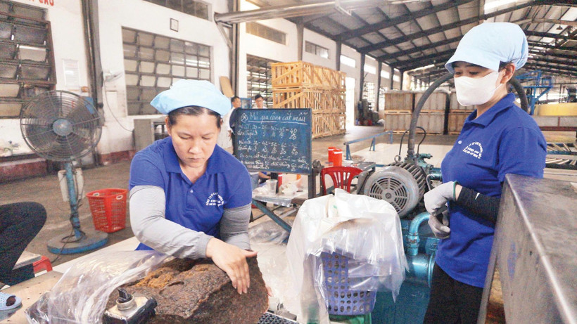 Công nhân Công ty cổ phần Cao-su Phước Hòa đóng gói mủ cao-su.