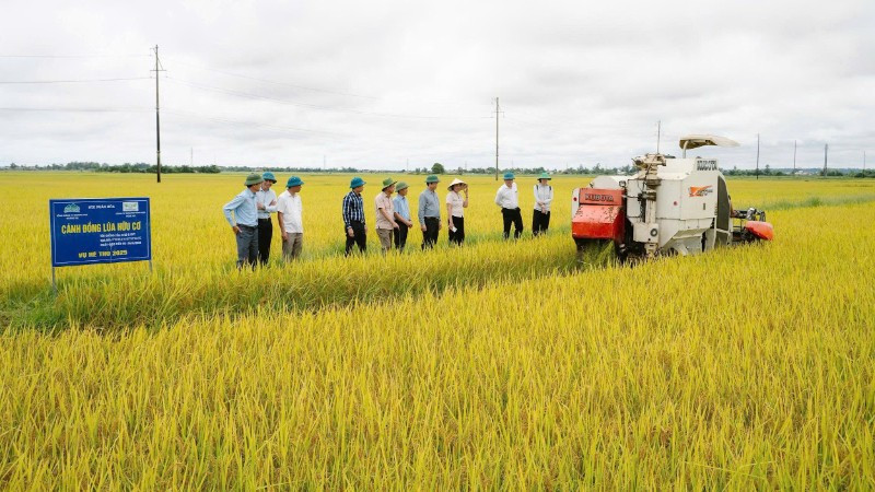 Tỉnh Quảng Trị hiện có hơn 2.000ha lúa áp dụng mô hình giảm phát thải khí nhà kính.