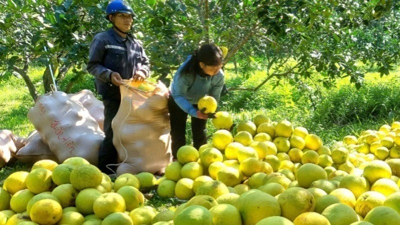 Nhãn hiệu chứng nhận “Bưởi Tuyên Hóa” tạm thời được giao cho Sở Khoa học và Công nghệ Quảng Bình quản lý khi bỏ cấp huyện.