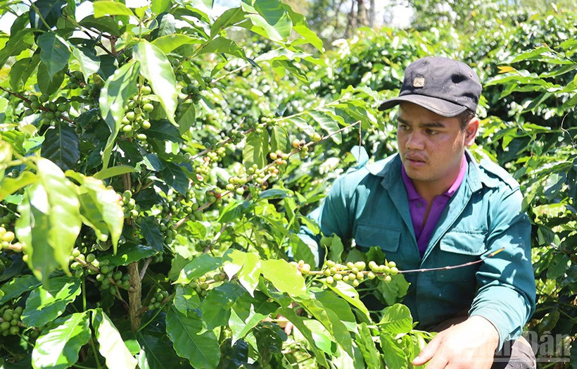 Phát triển nông nghiệp xứ lạnh đặc trưng là lợi thế khác biệt của các xã nằm trong khu vực Măng Đen.