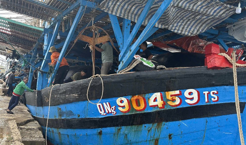 Tàu cá QNg 90459 TS cùng 36 ngư dân Quảng Ngãi bị nạn trên biển được tàu HQ 950 lai dắt vào cảng Ba Ngòi (Khánh Hòa) an toàn. 
