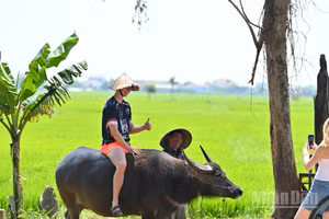 Khách quốc tế thích thú khi bắt gặp hình ảnh người dân Quảng Nam chăn trâu trên cánh đồng xanh mướt. (Ảnh: THẾ ĐẠI)