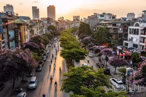 Mùa du lịch cao điểm hè, Hà Nội đầy thơ mộng khi bằng lăng "nhuộm" tím phố phường. (Ảnh: THÀNH ĐẠT)