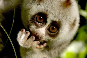 Theo RTBF, những khu vực được bảo vệ và khó tiếp cận là nơi sinh sống của các loài động vật quý hiếm bậc nhất thế giới. (Ảnh: RTBF)