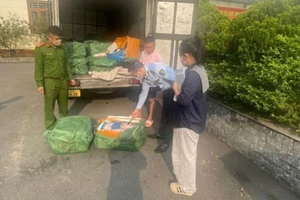 Xe ô-tô tải biển kiểm soát 29C-639.26 chở 1.360kg nầm lợn bốc mùi hôi thối, không bảo đảm vệ sinh thú y và an toàn thực phẩm.