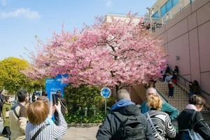 Du khách chiêm ngưỡng vẻ đẹp hoa anh đào tại Thủ đô Tokyo. (Ảnh: TTXVN)