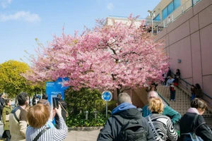 Du khách chiêm ngưỡng mùa hoa anh đào ở Tokyo, Nhật Bản.