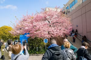 Du khách chiêm ngưỡng mùa hoa anh đào ở Tokyo, Nhật Bản.