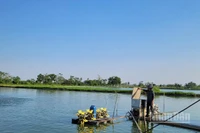 Mô hình nuôi cá rô phi mang lại lợi ích kinh tế cao tại xã Ứng Hòa, Hà Nội.