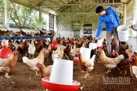 Theo báo cáo của Bộ Nông nghiệp và Môi trường 8 tháng đầu năm 2025, đàn gia cầm tăng 3,6%.