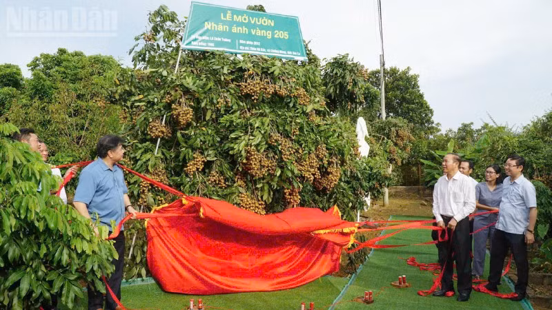 Đồng chí Phùng Đức Tiến, Thứ trưởng Nông nghiệp và Môi trường cùng các đại biểu thực hiện nghi lễ mở vườn và kết nối cung cầu sản phẩm nhãn Ánh vàng 205. 