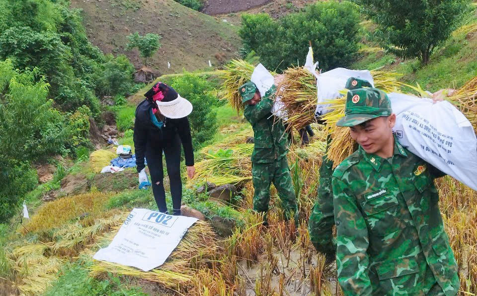 Cán bộ, chiến sĩ Đồn Biên phòng Mường Cai giúp các hộ dân gặt lúa, tránh ngập úng. anh-4-724.jpg