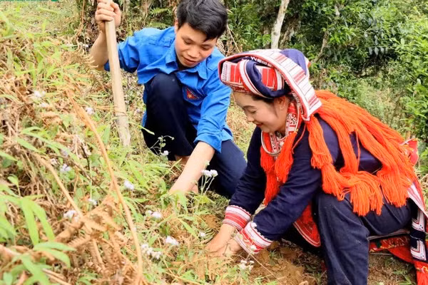 Bà con thôn Chiến Thắng, xã Hồ Thầu hưởng ứng Lễ phát động trồng dặm cây trà Shan tuyết cổ thụ. (Ảnh: Huy Hạnh)
